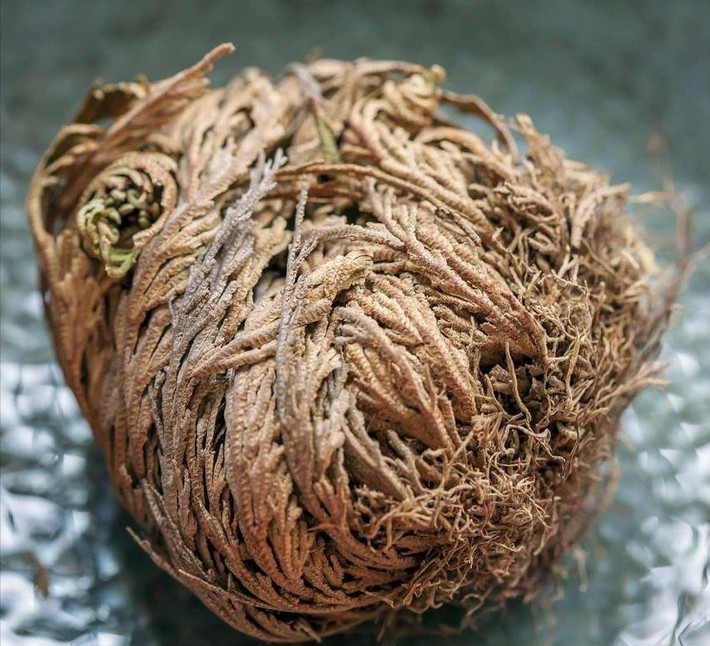 1. Cỏ phục sinh: Cây cảnh Cỏ phục sinh (Selaginella) có vẻ khá xa lạ với nhiều người nhưng đây thực sự là loài có "9 mạng". Chúng được ban cho sức mạnh thần kỳ có thể chết đi sống lại. Điều này tăng sự bí ẩn và vẻ đẹp cho loài cỏ này. Ảnh minh họa Toutiao