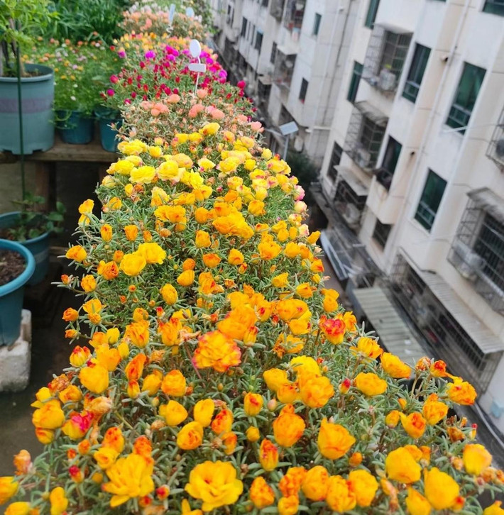 2. Cây Mười giờ: Hoa mười giờ được phổ biến rộng rãi trên khắp thế giới và có thể có tác dụng trang trí tốt dù ở sân hay ban công. Thời kỳ ra hoa là vào mùa hè, hoa có nhiều màu sắc, bao gồm đỏ, hồng, vàng và trắng. Chúng đều có nhiều màu sắc và nở rộ nhất khi có nắng.