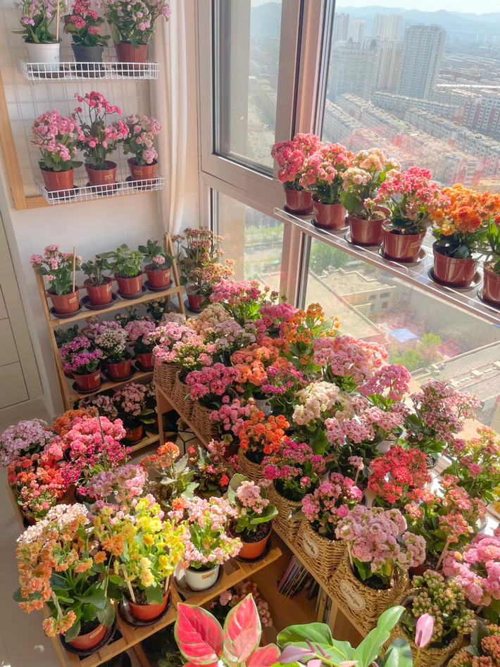 3. Cây Sống đời: Sống đời (Kalanchoe pinnata) thuộc họ Bỏng (Crassulaceae) hay còn gọi là trường thọ, trường sinh cũng là một trong những loài hoa được yêu thích. Ảnh minh họa Toutiao
