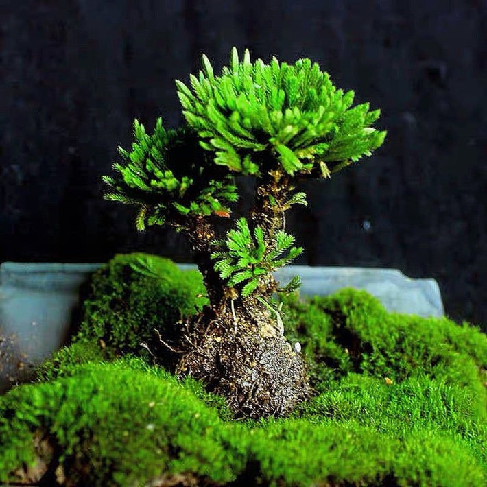 Trên thực tế, loài cây đặc biệt này rất ngoan cường nên trong điều kiện hạn hán, thiếu nước trầm trọng, nó chỉ giữ được 5% lượng nước trong cơ thể và cuộn tròn như cỏ khô. Khi được mưa làm ẩm, những chiếc lá vàng sẽ chuyển sang màu xanh, toàn bộ cây sẽ trẻ lại, giống như từ cõi chết trở về. Ảnh minh họa myhomenature