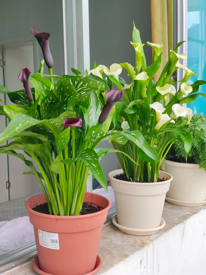 Hoa rum: Nước ép của hoa rum (Calla Lily) có chứa chất độc. Ăn phải có thể gây nôn mửa, tiêu chảy và các triệu chứng khác.