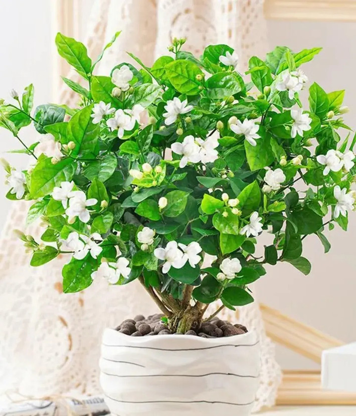Đặc biệt đối với những người có thể chất yếu như phụ nữ mang thai, người già và trẻ em rất dễ bị ảnh hưởng đến sức khỏe khi tiếp xúc với các loại hoa này. Mùi thơm của một số loại hoamquá nồng, tiếp xúc lâu có thể gây khó chịu về thể chất và thậm chí ảnh hưởng đến chất lượng giấc ngủ. Ảnh minh họa Toutiao