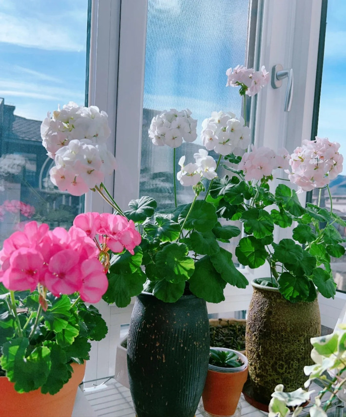 Đặc biệt với những người mắc các bệnh về đường hô hấp, ngửi mùi thơm của những loại hoa này lâu ngày có thể gây ra các triệu chứng như chóng mặt, choáng váng. Ảnh minh họa Toutiao