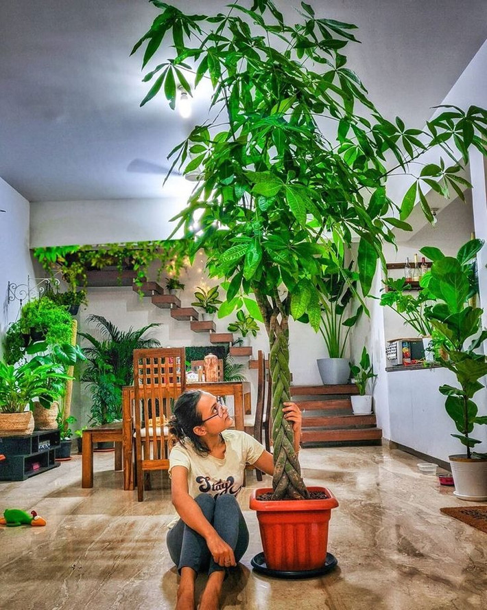Thời kỳ ra hoa của cây kim tiền thường từ tháng 5 đến tháng 12 hàng năm. Hoa giống như những quả bóng bông có mùi thơm nhẹ. Lý do mà cây cảnh này khi trồng trong nhà hiếm khi nở hoa là vì điều kiện sinh trưởng của nó tương đối khắc nghiệt và thường cần một môi trường đặc biệt để thúc đẩy sự ra hoa. Ảnh minh họa Pinterest