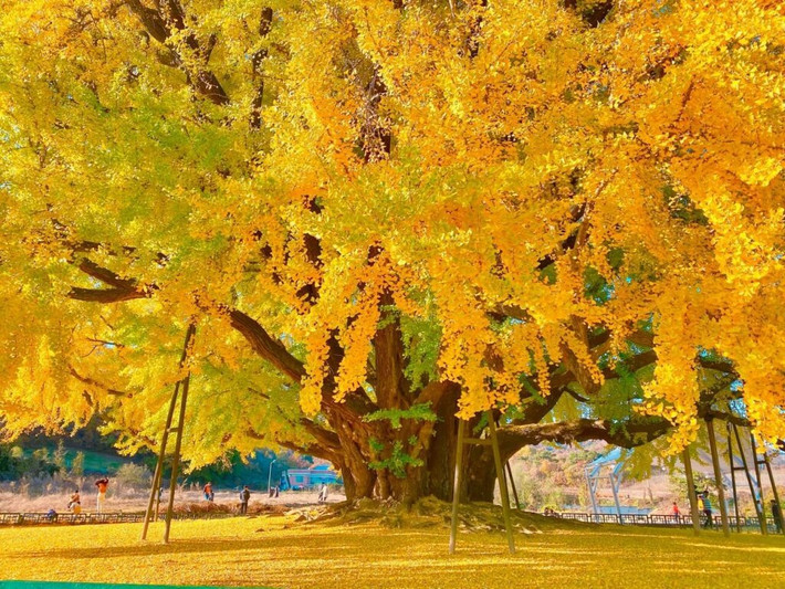 Bạch quả (tên khoa học là Ginkgo biloba) còn có tên gọi khác là ngân hạnh, dẻ quạt, là loài cây thân gỗ thuộc họ Bạch quả (Ginkgoaceae). Cây bạch quả là một trong những loài cây lâu đời nhất trên thế giới, có lịch sử hơn 200 triệu năm, là nhân chứng sống cho thời đại khủng long. Chính vì vậy, chúng con được mệnh danh là "hóa thạch sống". Ảnh minh họa travel-stained
