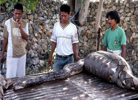 Con mồi "quá khủng" so với cơ thể chú trăn này.