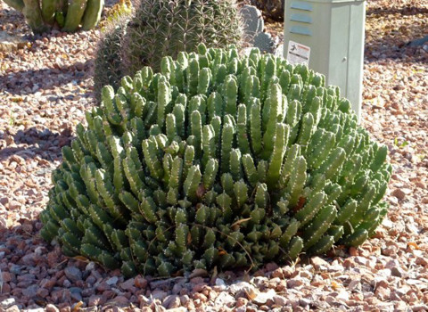 Euphorbia Resinifera là một loài xương rồng Moroc. Loài cây này chứa một chất hóa học mà chỉ với một giọt rơi vào mắt hoặc da cũng có thể khiến bạn bị bỏng, bởi nó nguy hiểm hơn 10.000 lọ xịt tiêu.