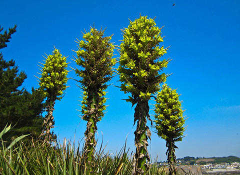 Puya Chilensis - cây ăn thịt cừu. Cây này sẽ “đánh bẫy” lũ cừu trong đám gai của mình, khiến chúng chết rồi biến thịt thối rữa của cừu thành thức ăn cho mình.