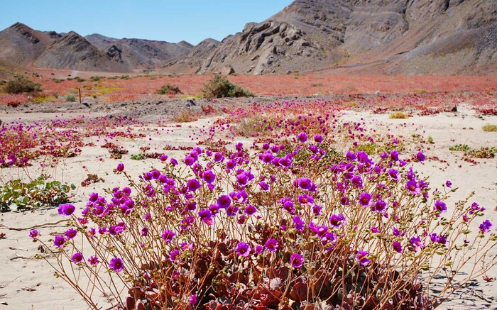 Atacama có những ngọn núi có chiều cao lên đến 6.885 m, nhưngkhông có băng tuyết.