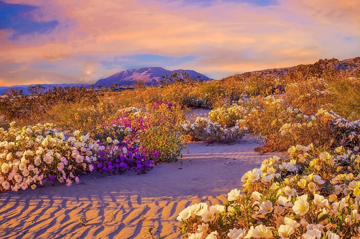 Hoa trên sa mạc Atacama sẽ kéo dài trong khoảng thời gian từ tháng 9 đến hết tháng 11.