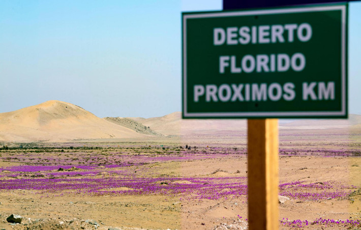 Nhiều khu vực tại sa mạc Atacama, phía bắc Chile, thậm chí có thể không có giọt mưa nào trong nhiều năm.