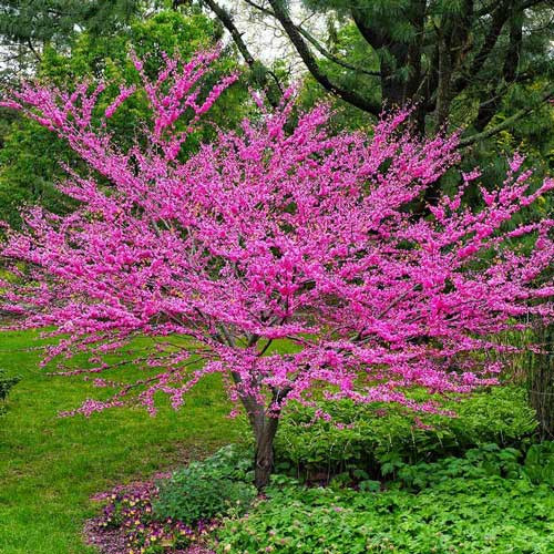 Quả hạnh phúc có thể sử dụng làm gia vị.