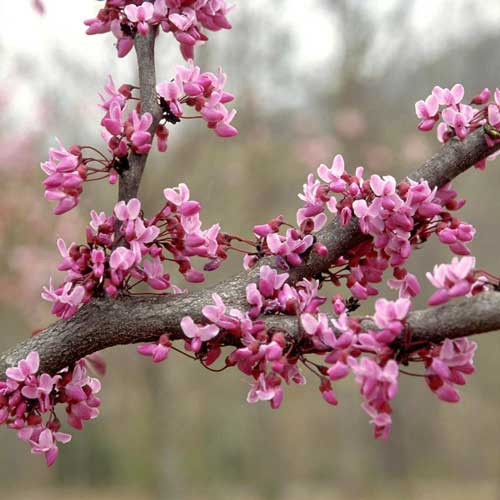 Do là cây thân gỗ lâu năm, có tán to, hoa đẹp nên nó rất thích hợp để trồng làm cây cảnh ngoại thất, cây bóng mát, cây trang trí khuôn viên và sân vườn.