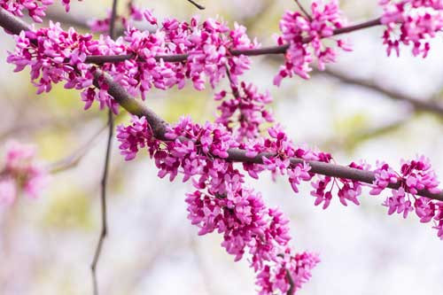 Nó được coi là loài cây đặc trưng cho tiểu bang Oklahoma, Mỹ.