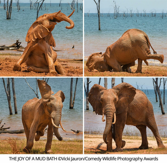 br/> Một chú voi đang tận hưởng niềm vui được tắm bùn bên bờ hồ Kariba ở Zimbabwe trong một buổi trưa nóng nực. Khoảnh khắc này đã được nhiếp ảnh gia Vicki Jauron ghi lại đầy thú vị.
