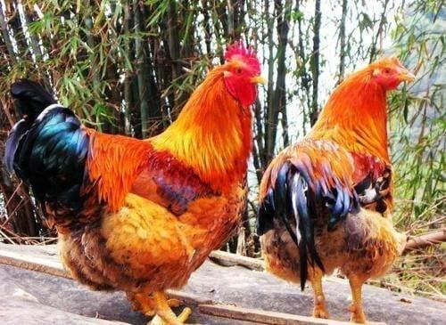 Ngoài ra, người thuộc con giáp Dậu trong vài tháng tới sẽ được quý nhân soi chiếu, giải hạn, đồng thời tin rằng dù bận rộn đến mấy cũng phải chú ý đến thân thể của mình.