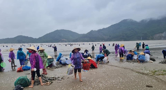Hàng trăm người ra thu hoạch "lộc biển", chỉ sau vài giờ vợt, có người được hàng chục kg. Người dân cho biết, sau bão số 8 đến nay, số lượng sò mai dạt vào bờ rất nhiều. Trong sáng nay thu gom được hàng tấn sò mai.