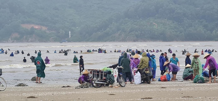 Cũng trong sáng nay (18/10), nhiều người dân xã Thạch Kim huyện Lộc Hà đổ ra biển thu gom sò mai trôi dạt vào bờ. Số lượng sò mai dạt trôi vào bờ biển nối từ thôn Long Hải đến thôn Xuân Phương.