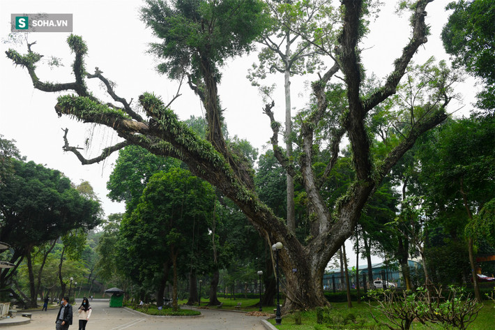 Bên cạnh sưa đỏ, vườn Bách Thảo còn nhiều cây gỗ quý, cây gỗ được sưu tầm từ nhiều nơi trên thế giới. Trong ảnh là cây muồng ngủ cực lớn, có chu vi gốc lên tới 7,75 m.