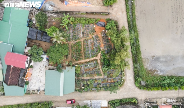 Khu vườn 1.000 m2 của gia đình anh Trần Văn Ngà (SN 1984) và chị Vũ Thị Quyên (SN 1982) tại phường Đại Nài, TP Hà Tĩnh bất ngờ nổi tiếng vì sự độc lạ và khung cảnh giống như “vườn cổ tích” bởi hàng trăm gốc cây ngũ sắc đua nhau nở.