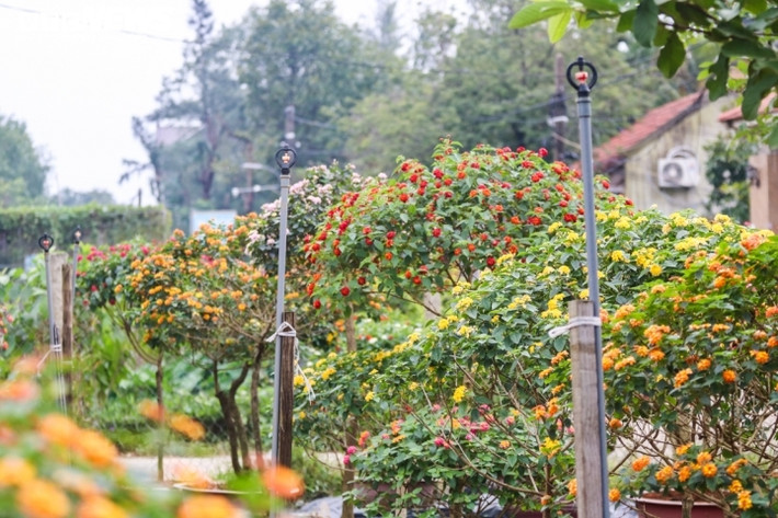 Trung bình mỗi chậu hoa ngũ sắc có giá từ 500.000 - 1.500.000 đồng. Dự kiến tết năm nay, anh Ngà cho ra thị trường tết khoảng 300 gốc, thu lời xấp xỉ 200 triệu đồng.