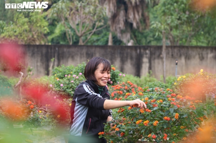 “Cây hoa ngũ sắc có sức sống mạnh, khả năng sinh trưởng tốt ở nơi có khí hậu nóng, nên Hà Tĩnh rất thích hợp trồng. Tuy nhiên để ra hoa quanh năm cần nơi sải nắng và chất đất giàu dinh dưỡng”, chị Quyên nói.