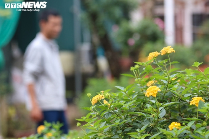 Anh Ngà cho biết, đây là giống cây dễ trồng, dễ chăm sóc mà lại có màu sắc đẹp. Cây ít khi có sâu và nở hoa quanh năm.