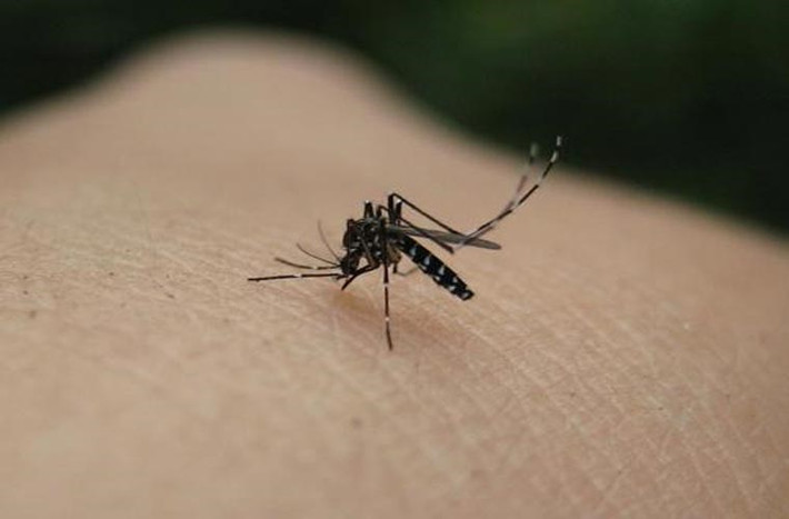 Muỗi cái. Bản chất việc muỗi đốt không gây ra nguy hiểm, nhưng những căn bệnh mà nó mang theo và lây truyền khi đốt người mới thực sự là thàm họa. Ví dụ căn bệnh sốt rét mà tác nhân truyền bệnh là muỗi đã khiến hơn 3 triệu người mất mạng/năm.