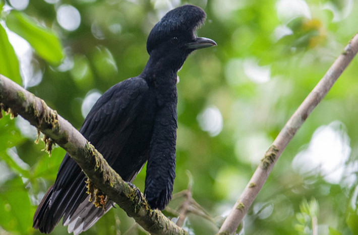 Chim sơn ca Umbrellabird sẽ khiến bạn “há hốc miệng” khi nhìn thấy. Nó có một phần phụ dài, phủ lông, nối từ cổ xuống, trông như một chiếc que. “Cái roi” này có thể phình to ra khi chủ nhân của nó đi tán tỉnh. Loài chim hiếm này sống ở một khu vực rất nhỏ ở Ecuador và Columbia.