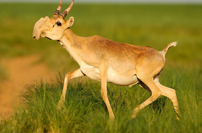 Loài linh dương Saiga Mongolia có một chiếc vòi trông thật ngớ ngẩn. Chiếc mũi này có tác dụng làm ấm không khí trước khi linh dương hít vào. Ngoài ra, nó còn có tác dụng lọc cát ở môi trường xung quanh.