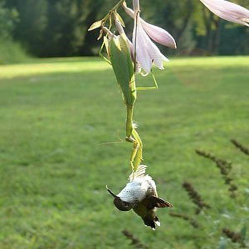 Chú bọ ngựa này đã dùng càng trước vô cùng khỏe của mình để cắt cổ chim ruồi.