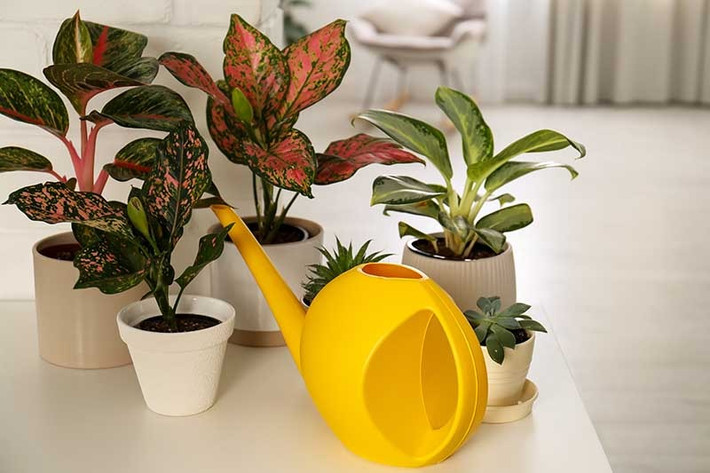 Lưu ý rằng giống như nhiều loại cây trồng trong nhà, loài Aglaonema gây độc cho cả người và vật nuôi. Do đó, cần tránh trẻ em và vật nuôi ăn lá, hoa hay quả của loài cây này.