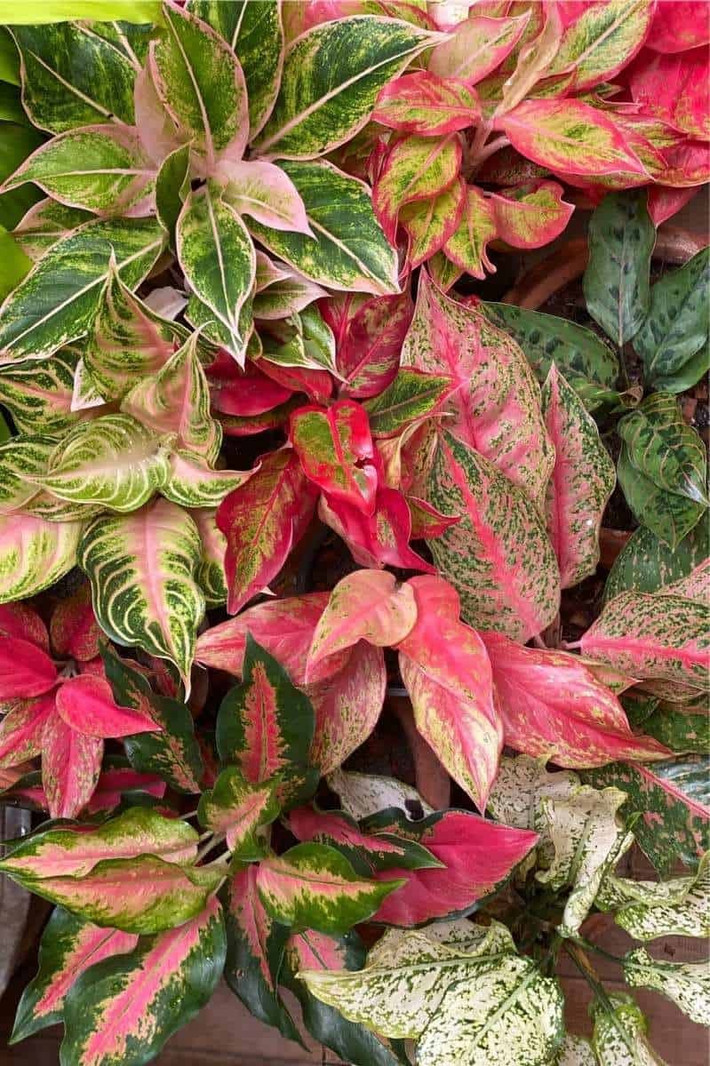 Cây cảnh Aglaonema: Cây cảnh Aglaonema có tên khoa học là Aglaonema commutatum, bao gồm hơn 20 loài khác nhau, trong đó 1 phần có họ Araceae, hay họ Arum.