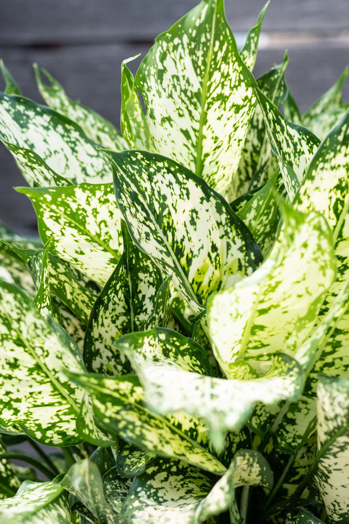 4. Cây cảnh Ngọc ngân: Ngọc ngân (Aglaonema Oblongifolium) có vẻ ngoài thanh lịch, sang trọng với những chiếc lá bóng loáng, màu xanh ngọc lốm đốm trắng tinh tế giống như tuyết. Chính vì thế chúng còn có tên là tuyết rơi mùa xuân (Aglaonema Spring snow).