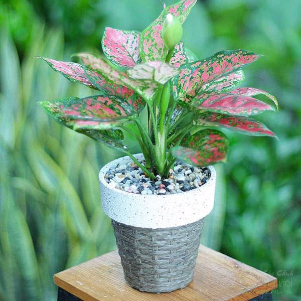 Cây vạn lộc đỏ được rất nhiều người rất ưa chuộng, màu đỏ cũng là màu mang lại sự may mắn và điều tốt lành (hợp với ý nghĩa cây vạn lộc). Vì vậy người ta thường dùng để trưng bày trong phòng khách để giúp chủ nhà gặp nhiều may mắn và thuận trong công việc, hạn chế xui rủi trong kinh doanh.