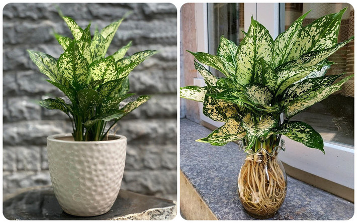 Không những thế, cây ngọc ngân còn mang đến nhiều ý nghĩa phong thủy tốt đẹp. Giống như tên ngọc ngân, cây cảnh này là biểu tượng của sự thịnh vượng, may mắn và thành công trong sự nghiệp.