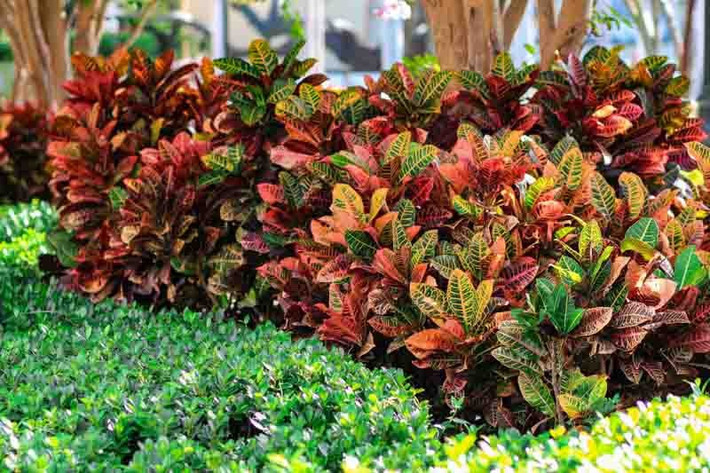Hoa cô tòng cụm nhỏ hình đuôi sóc dài ở ngọn thường cong mang nhiều hoa nhỏ màu trắng sữa hay màu vàng. Chùm hoa mọc từ nách lá. Quả nang gần như hình cầu, không có lông; hạt dài khoảng 6 mm. Thời kỳ ra hoa là tháng 9-10.