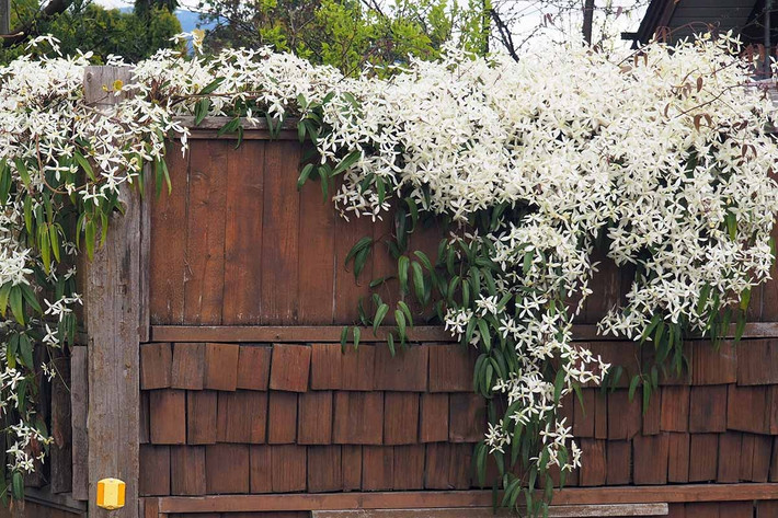 Ông lão là một chi của hơn 300 loài thuộc họ Ranunculaceae với nhiều giống hoa khác nhau đang được lai tạo. Chúng rất đa dạng về màu sắc như trắng, đỏ, hồng, tím, xanh lam, xanh ngọc, về hình dạng hoa cũng có cánh đơn và cánh kép. Ảnh minh họa gardeners