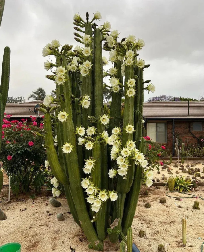Cây cảnh này có tên gọi bộc trực, thô ráp: xương rồng trụ. Nó có tên khoa học là Trichocereus Bridgesii hoặc Echinopsis lageniformis hay Echinopsis scopulicola. Mọi người còn gọi nó với cái tên tiếng Anh Bolivian torch cactus (xương rồng đuốc Bolivia).