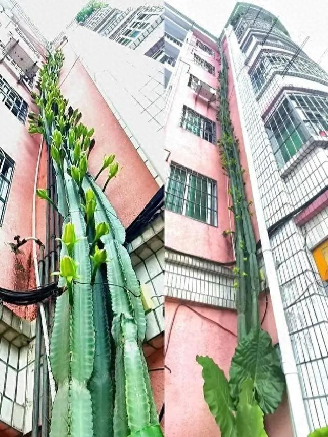 Cây xương rồng này có màu xanh lục nhạt đến xanh lam, mọc thành bụi đến cây, hơi phân nhánh và thường có bốn đến tám gân. Cây có thể cao 2–5 mét với thân cây có đường kính lên tới 15–20 cm. Tuy nhiên, ngoài tự nhiên, bạn có thể bắt gặp cây cảnh này cao hàng chục mét.