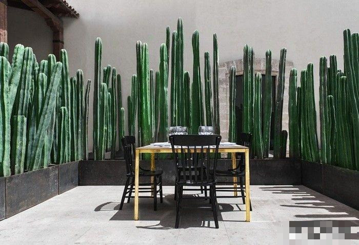 Cây cảnh này ra khá nhiều hoa, hoa dài, hình phễu, dài 15 đến 18 cm, màu trắng thơm nở vào ban đêm. Chúng dài 16 đến 20 cm. Khi hoa tàn, sẽ kết thành quả hình cầu có lông và dài 4 đến 6 cm.