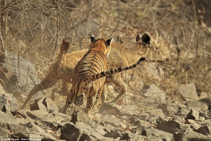 Hổ mang chúa (Ophiophagus hannah) là loài rắn độc có kích cỡ, trọng lượng lớn nhất thế giới. Chiều dài của chúng có thể lên tới 5,7 m. Chúng sống ở các khu rừng tại Ấn Độ và Trung Quốc. Nọc độc của chúng rất nguy hiểm. Khi chất độc ngấm vào cơ thể sống, nó sẽ gây tử vong trong thời gian ngắn. 7 ml nọc độc của rắn hổ mang chúa có thể giết một con voi hoặc 20 người.