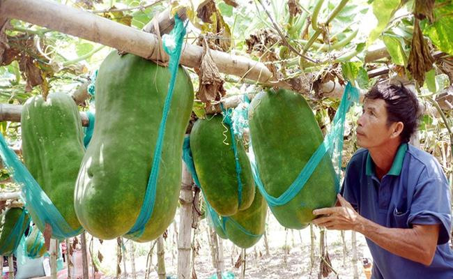 Vùng đất Bình Định ở Việt Nam có giống bí đao được xếp vào hàng “độc nhất vô nhị”, bởi mỗi quả bí đao nặng đến 50 - 60 kg, thậm chí có quả đạt 80kg.