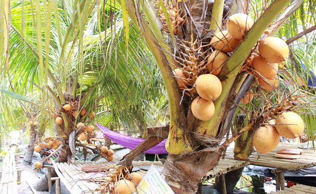 Dừa Adona 2 màu thích nghi tốt ở nhiều môi trường, khả năng kháng bệnh cao, chi phí thấp lại dễ chăm sóc.
