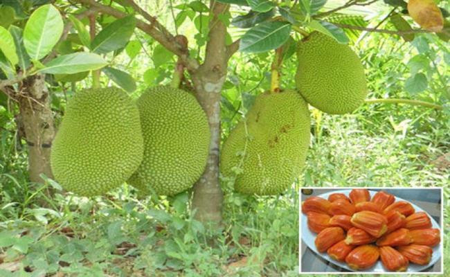 Đây là giống mít “siêu sớm”, trồng 18-24 tháng là có trái, trọng lượng từ 7-15kg/trái. Khi mít chín, ruột có màu đỏ như màu gạch nung, cơm dày, mùi vị ngọt giòn, thơm dịu…