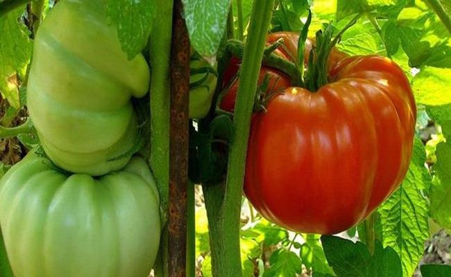 Loại cà chua này có thể trồng trong chậu, thùng xốp với khả năng sinh trưởng nhanh và thời gian thu hoạch dài gấp 3 lần các loại cà chua khác. Chỉ 100 - 120 ngày sau gieo trồng là đã có thể thu hoạch.