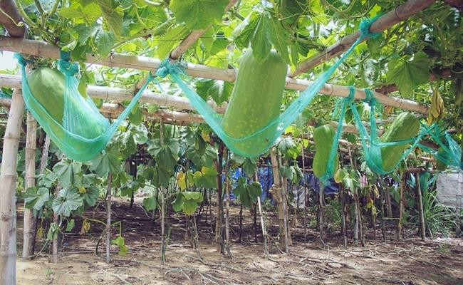 Đến tháng 5 và tháng 6, các quả bí khổng lồ được thu hoạch. Hiện bí đao khổng lồ ở Chánh Trạch đang được bán với giá từ 3.000 - 5.000 đồng/kg.