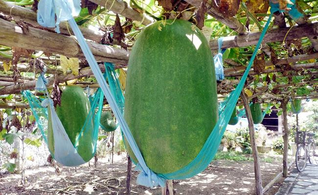 Loại bí đao này có kích thước “khủng” là nhờ vùng đất có thổ nhưỡng đặc biệt. Một số người dân khi tới đây tham quan hay mua bán đều chọn mua những quả to đẹp về làm giống, tuy nhiên, khi về trồng ở vùng đất khác thì trái bí vẫn chỉ có kích cỡ như bí thông thường.