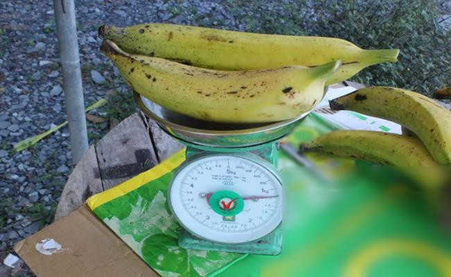 Được biết, mỗi quả chuối tá quạ nặng từ 0,5 - hơn 1kg, dài khoảng 35 - 40 cm.