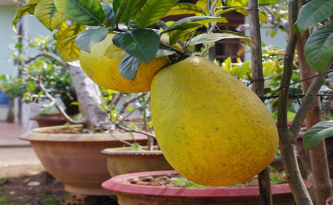 Giống chanh yên khổng lồ có nguồn gốc Myanmar này được du nhập vào Việt Nam trong một vài năm gần đây. Chanh yên chín quả có màu vàng rất đẹp, ít hạt, cây không có gai nên rất dễ chăm sóc,thu hái.